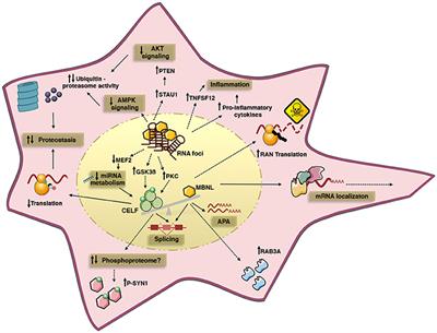 Of Mice and Men: Advances in the Understanding of Neuromuscular Aspects of Myotonic Dystrophy